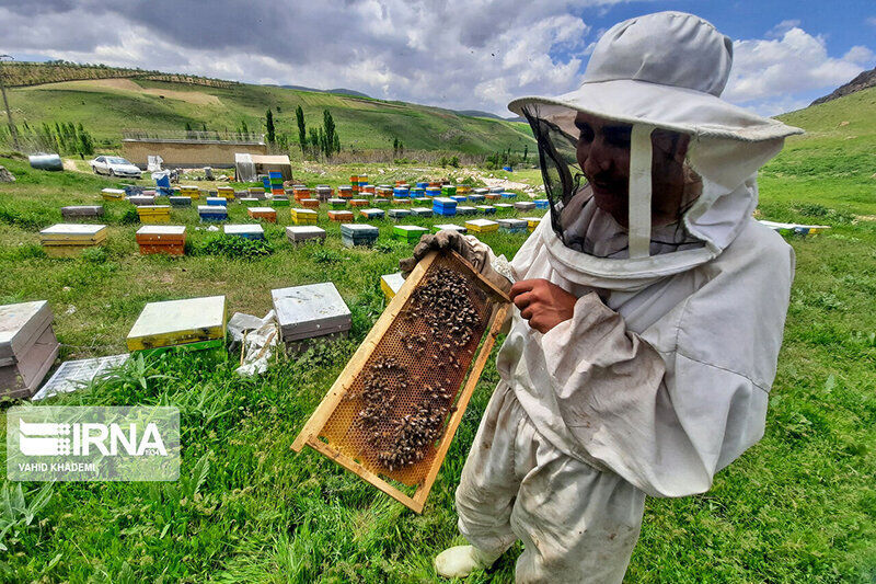 خواص بی‌نظیر عسل سرعین و تفاوت آن با عسل‌های صنعتی